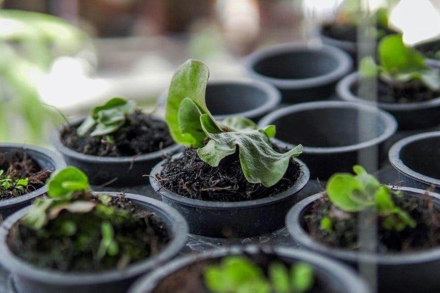 Una opción simple para cuidar plantas en casa.