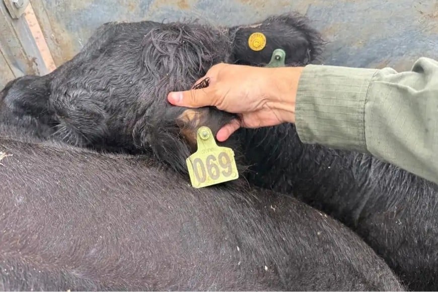Recuperaron en Chabás 161 animales robados a un influencer del agro y buscan a un sospechoso