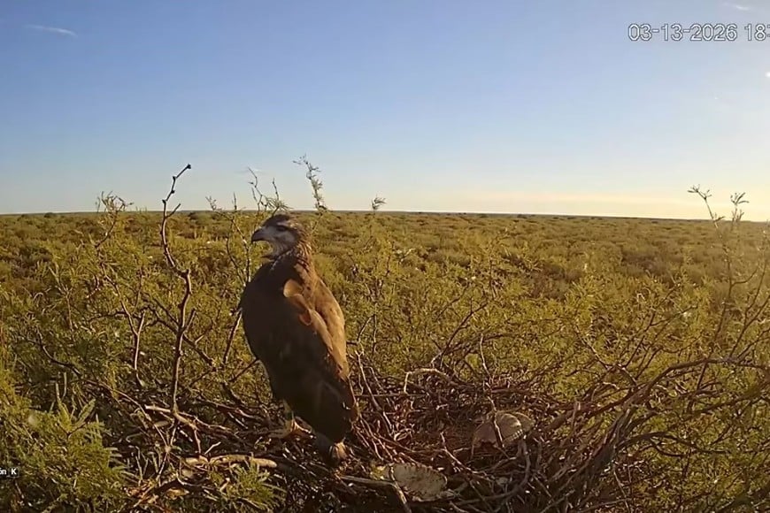 “Yupanqui” fue filmado unos 15 días. Ya voló del nido. Crédito: Gentileza