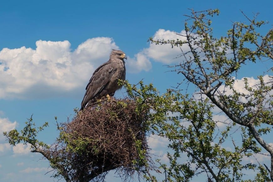 Se estima que hay menos de mil águilas coronadas de adultas vivas. Crédito: Gentileza