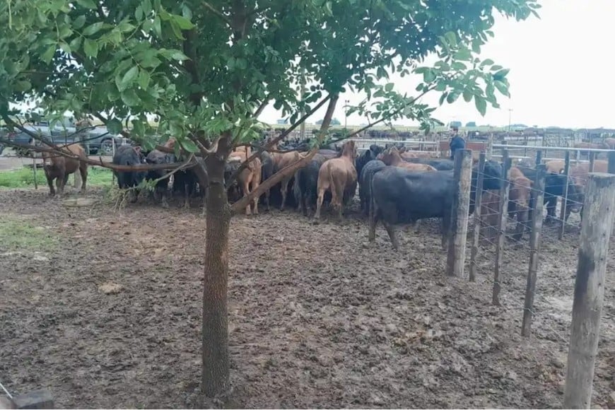 Recuperaron en Chabás 161 animales robados a un influencer del agro y buscan a un sospechoso