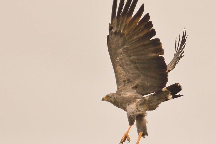 El proyecto servirá para obtener datos científicos sobre esta especie. Crédito: Gentileza
