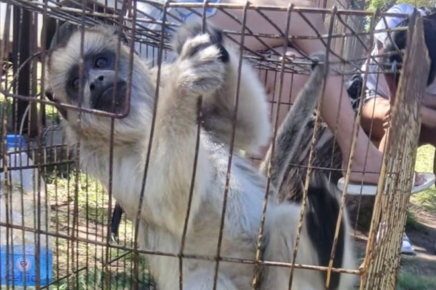 Rescataron un mono carayá que estaba enjaulado en una casa en La Matanza.