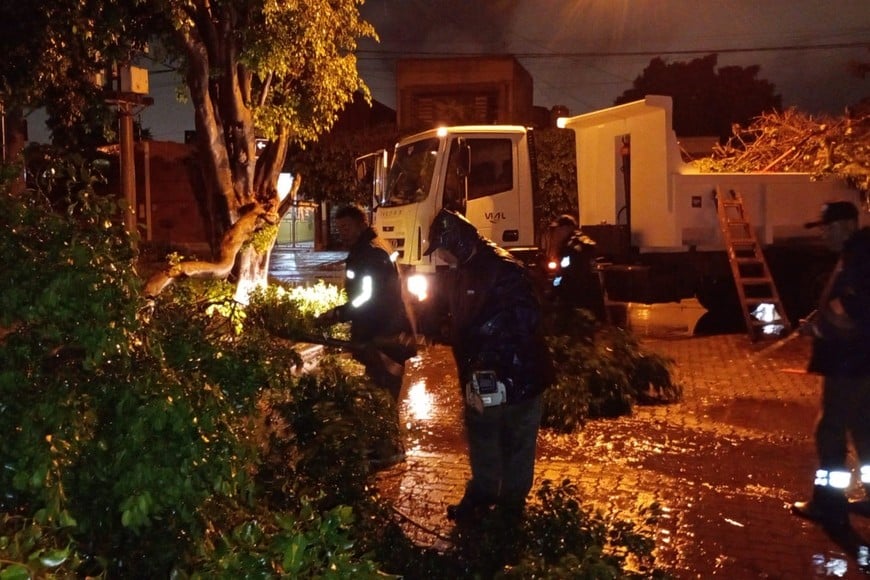 Árboles caídos es el mayor reclamo que llega al municipio. Foto: Gentileza