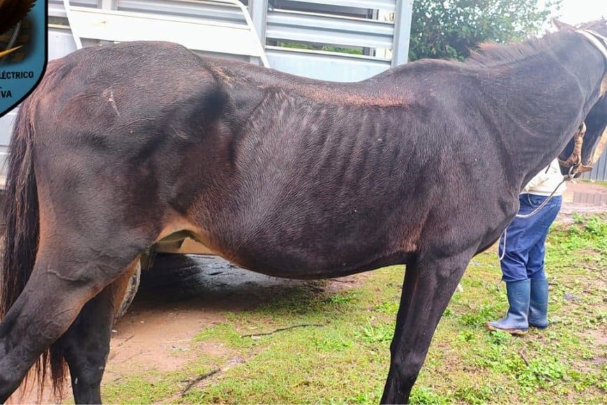 El mal estado de salud de los animales era evidente. Foto: El Litoral