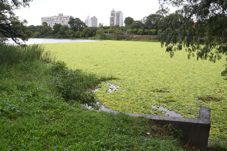 La ciudad, los repollitos. Flavio Raina.