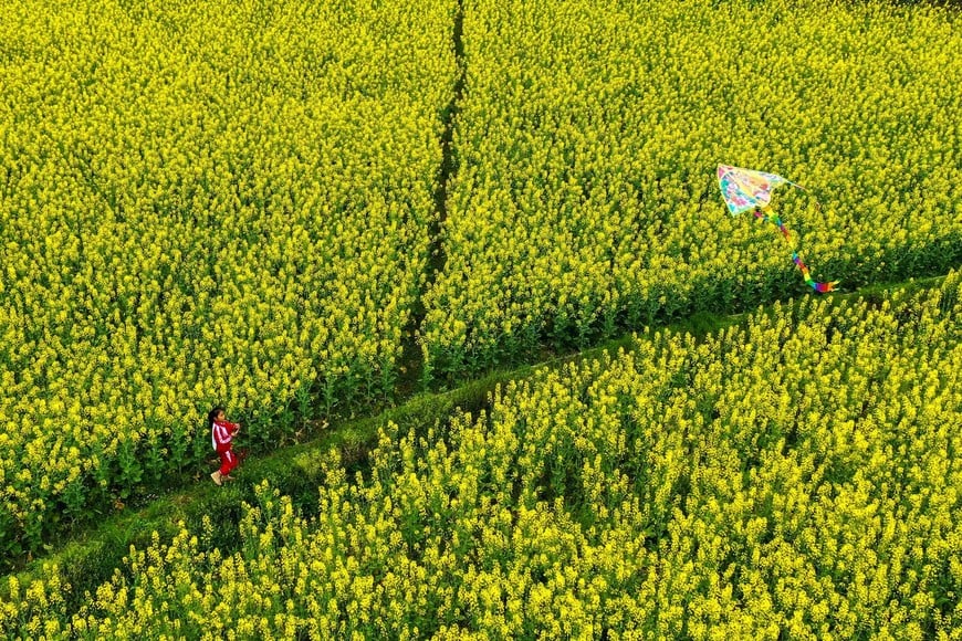 (220320) -- QIANDONGNAN, 20 marzo, 2022 (Xinhua) -- Vista aérea de una niña volando una cometa en un campo de flores de colza, en el distrito de Jianhe de la prefectura autónoma de las etnias miao y dong de Qiandongnan, en la provincia de Guizhou, en el suroeste de China, el 20 de marzo de 2022. Chunfen, o equinoccio de primavera, es uno de los 24 términos solares del calendario lunar chino que reflejan los cambios de las estaciones. La fecha de Chunfen cae el 20 de marzo de 2022. (Xinhua/Fang Peng) (oa) (ra) (da)