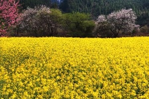 (260322) -- LHASA, 22 marzo, 2026 (Xinhua) -- Vista aérea tomada con un dron el 20 de marzo de 2026 de flores de durazno y un campo de flores de colza, en el distrito de Bomi de la ciudad de Nyingchi, en la región autónoma de Xizang, en el suroeste de China. Las flores de colza y durazno están aquí en plena floración, creando una escena pintoresca en la meseta. (Xinhua/Purbu Tsering) (ah) (da)