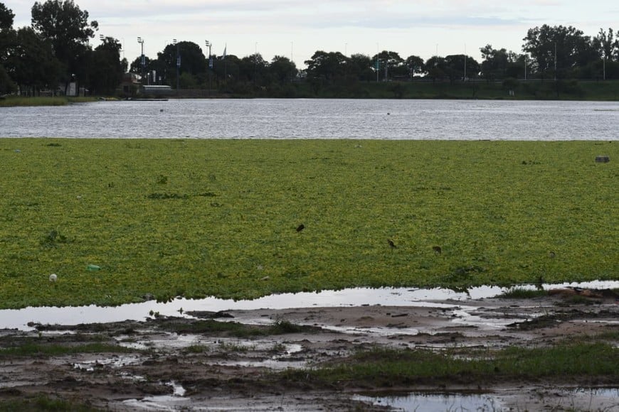 Horizonte de repollitos y agua. Flavio Raina.