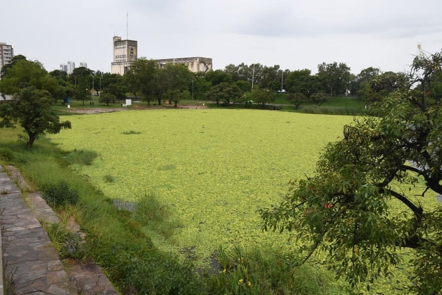 Una postal que se repite, los repollitos que cubre toda la superficie de un gran sector del lago. Flavio Raina.