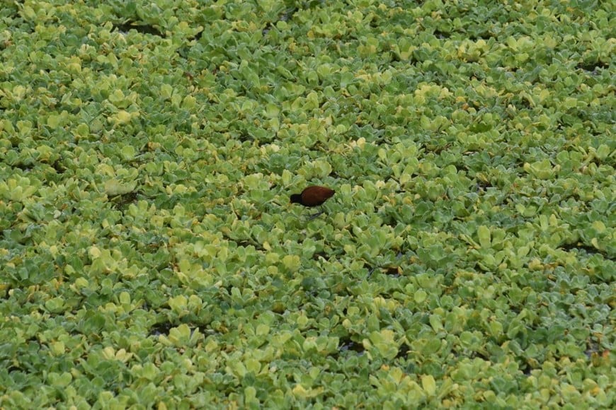 Suelo firme para las aves que buscan alimento entre los repollitos. Flavio Raina.
