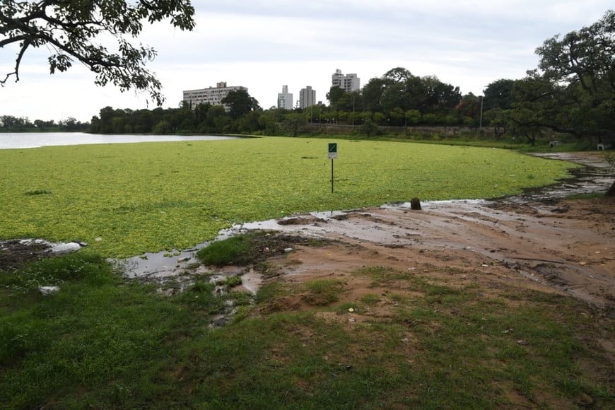 Más imágenes de los repollitos. Flavio Raina.