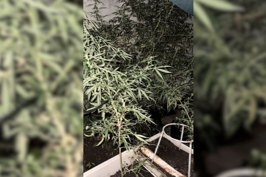 secuestro cultivo de marihuana