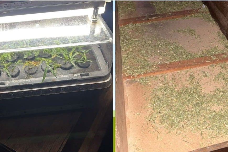 secuestro cultivo de marihuana