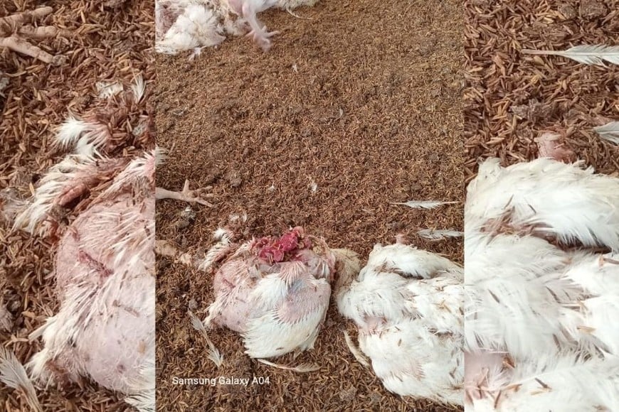 matanza pollos granja Recreo Sur