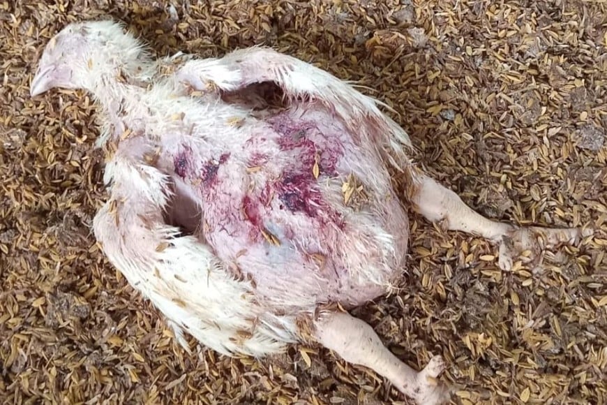 matanza pollos granja Recreo Sur