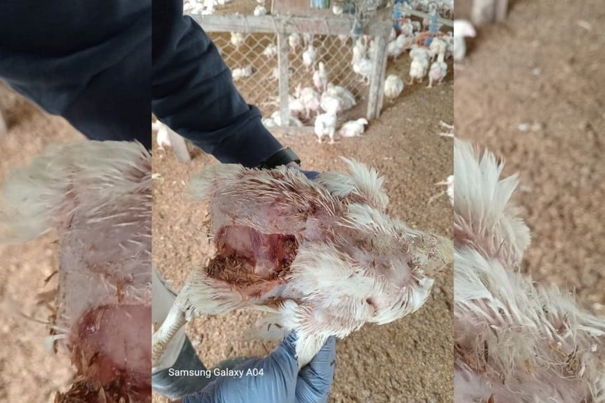 matanza pollos granja Recreo Sur