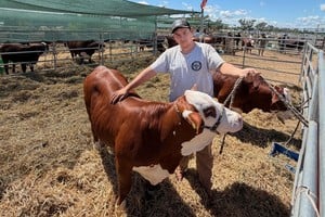Danilo Córdoba, alumno de sexto año de la Escuela Agrotécnica N° 8205 , junto a los ejemplares Braford de Cabaña El Amargo