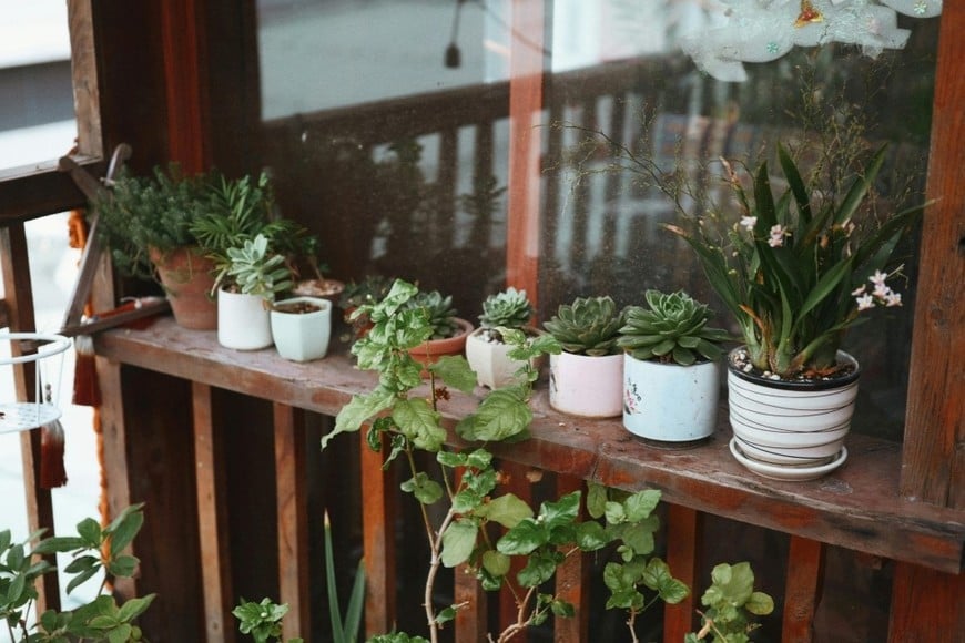 Hojas firmes y color vivo, signo de raíces saludables.