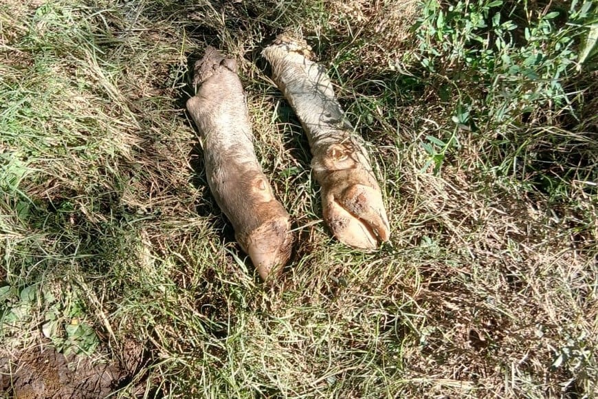 San Javier: Se recrudeció el abigeato en la región: productores denuncian falta de respuestas pese a reiteradas reuniones