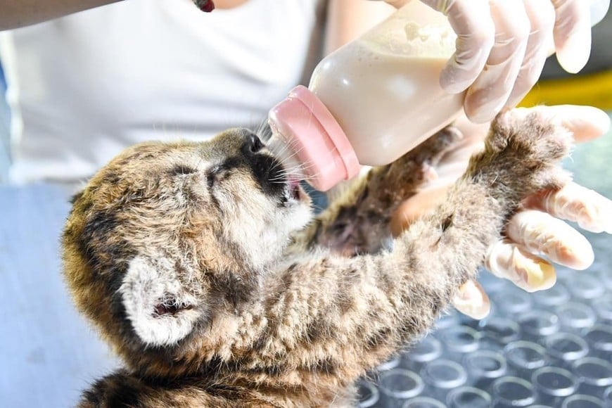 En 2025 se rescataron 677 animales en operativos realizados junto a fuerzas de seguridad.