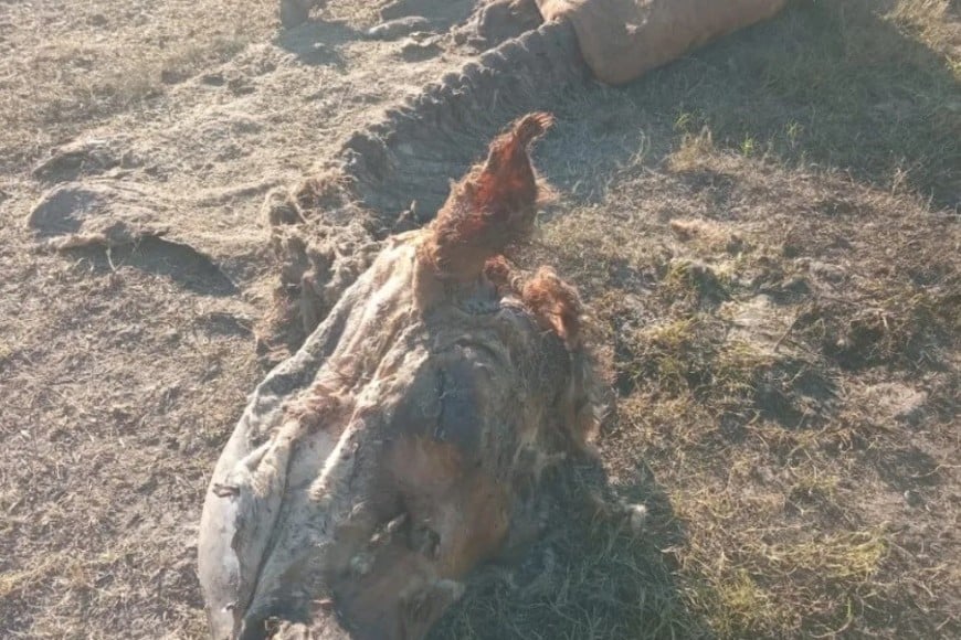 San Javier: Se recrudeció el abigeato en la región: productores denuncian falta de respuestas pese a reiteradas reuniones