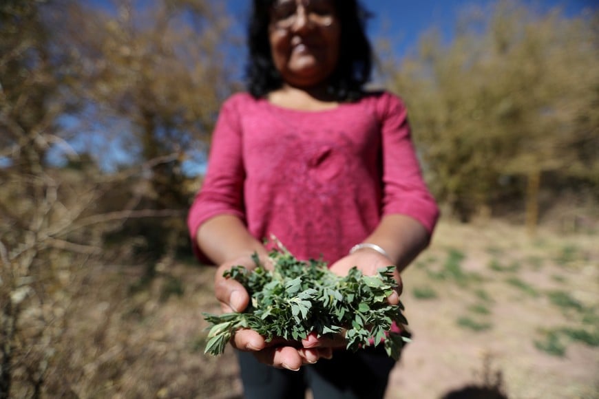 Former president of the Atacamenos Peoples Council, Ana Ramos, holds up a handful of alfalfa on a dried alfalfa field at Salar area next to San Pedro de Atacama, Chile, August 15, 2018. REUTERS/Ivan Alvarado  SEARCH "MINE LITHIUM" FOR THIS STORY. SEARCH "WIDER IMAGE" FOR ALL STORIES. chile  salar de Atacama recorrida por el lugar mayor depósito salino