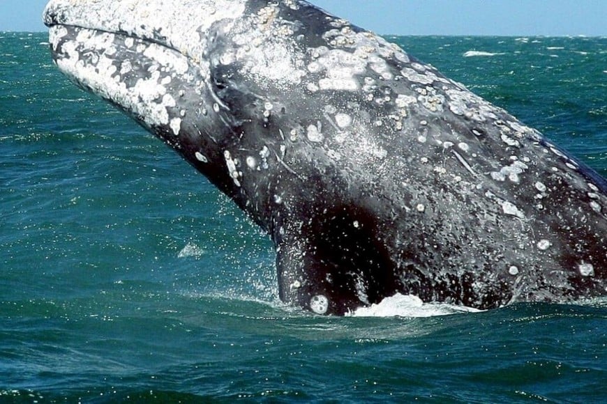 Las ballenas grises suelen estar en la zona de la bahía de San Francisco