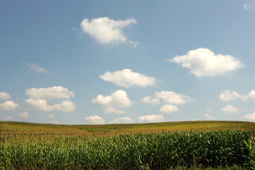 FILE PHOTO: Large fields of corn growing in fields in Otisco, Indiana, August 25, 2009.     REUTERS/John Sommers II/File Photo