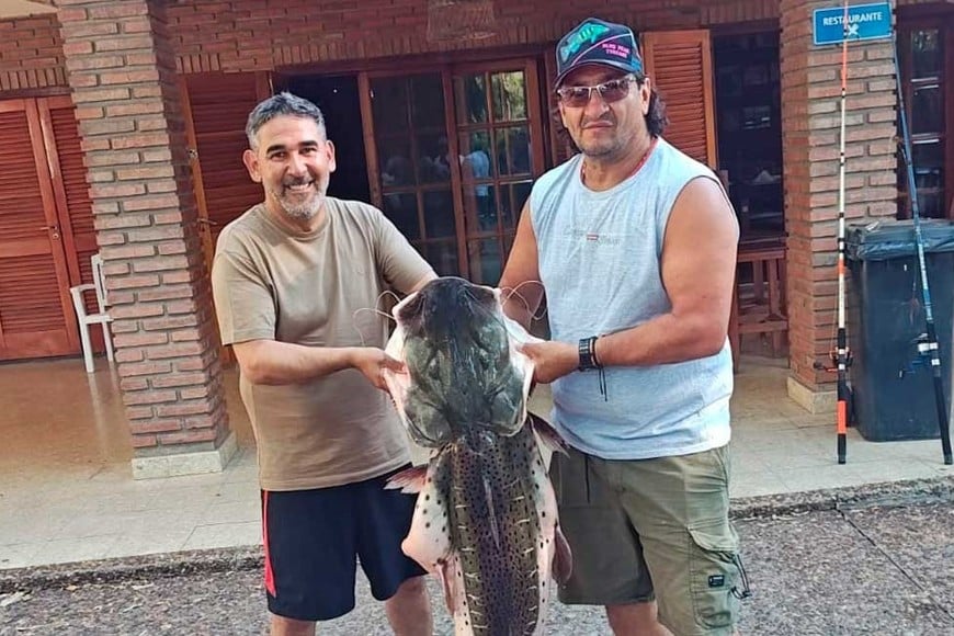 La abundancia de alimento y la migración explican la presencia de los ejemplares en el río Salado.