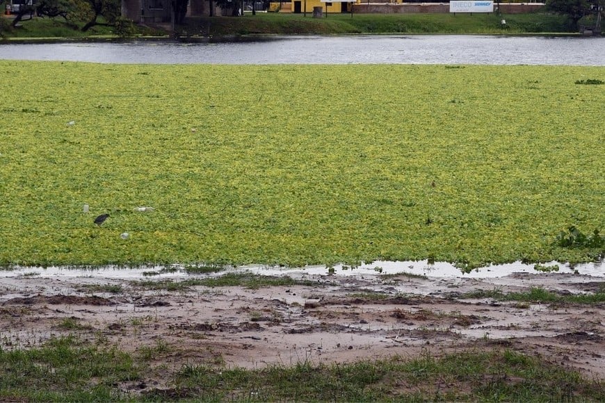 Créditos :Guillermo Di Salvatore