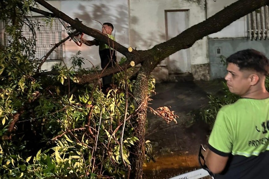 Alerta amarilla en la región: lluvias sostenidas y múltiples incidentes por el estado del arbolado