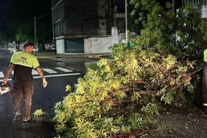 Alerta amarilla en la región: lluvias sostenidas y múltiples incidentes por el estado del arbolado