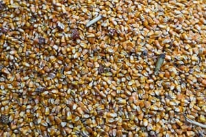 El complejo maicero en alza: récord histórico en ventas externas. Credito: REUTERS/Matias Baglietto