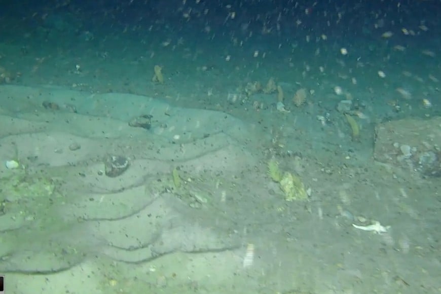 La expedición registró más de mil nidos de peces sobre el fondo marino del mar de Weddell.