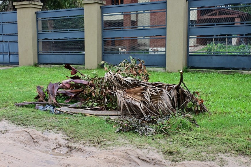 Restos de poda, por todas partes. Flavio Raina.