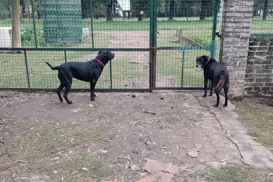 robo refugio Protectora de Animales