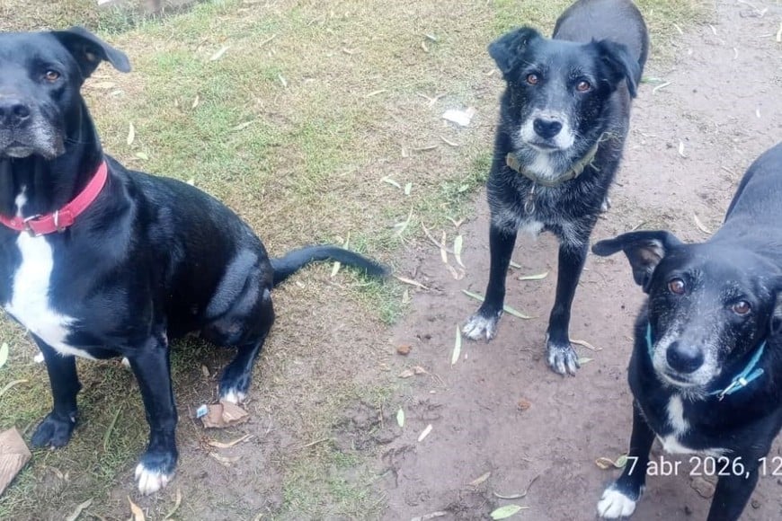 robo refugio Protectora de Animales