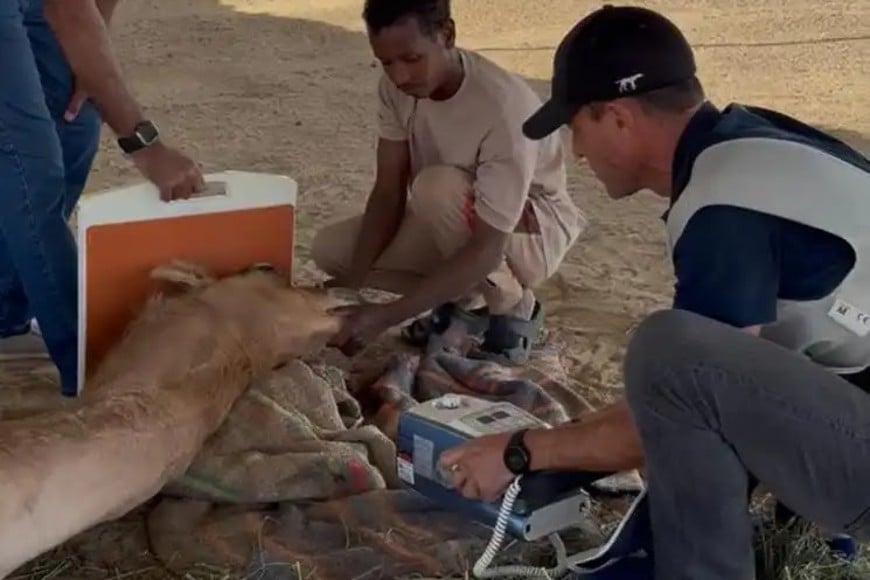 Bachmann en plena actividad en Dubái, en el cuidado de los caballos de un equipo de polo. Foto: Gentileza