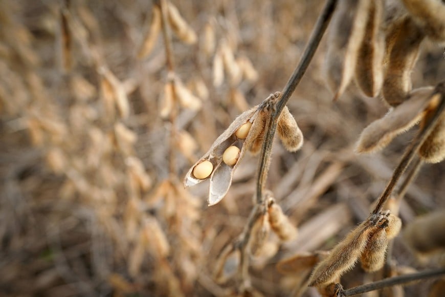 FILE PHOTO: Soybeans in a field on Hodgen Farm in Roachdale, Indiana, U.S. November 8, 2019. Picture taken November 8, 2019. REUTERS/Bryan Woolston/File Photo