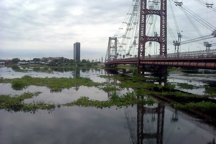 El camalotal que transcurre bajo el Puente Colgante, durante la crecida de 2016. Archivo.