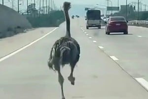 Las autoridades y el dueño del animal lograron recuperarlo sin que se registraran heridos.