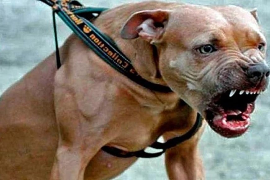 Un perro potencialmente peligroso. Archivo