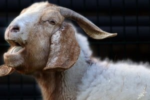 Primeros brotes de scrapie en Argentina