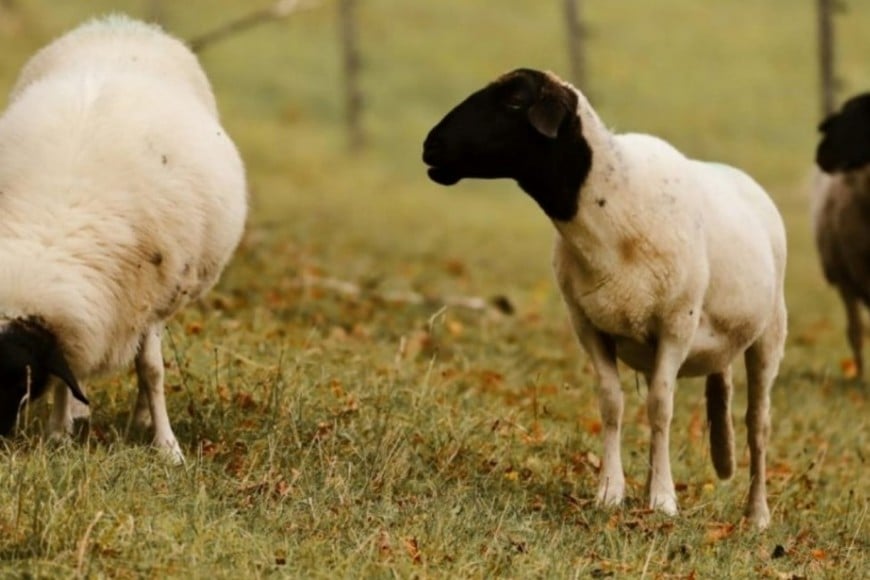 Es una patología que integra el grupo de las encefalopatías espongiformes transmisibles.