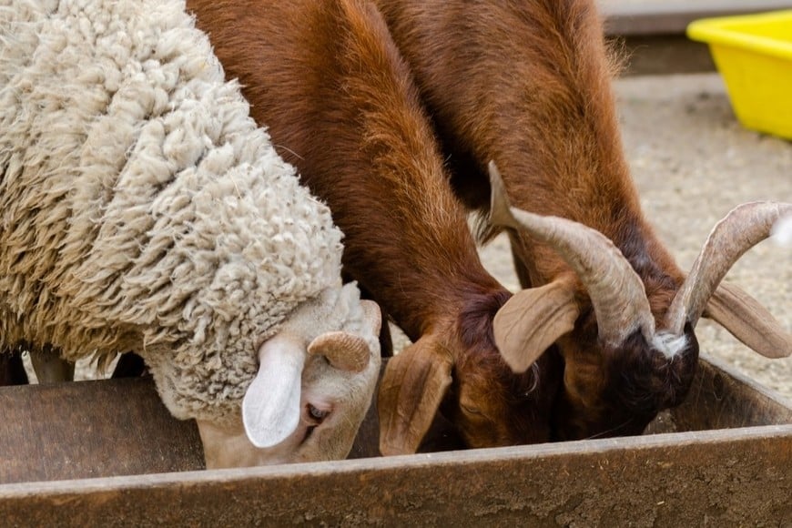 Enfermedad neurodegenerativa que afecta a ovinos y caprinos