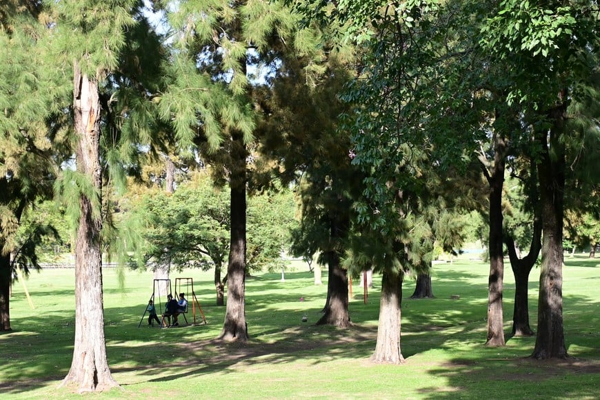 Cuidemos a los árboles, fuente de aire puro.
