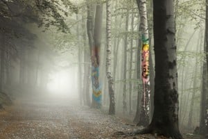 “Árboles”, de la serie “Terra Viva”. Foto: Gentileza organización