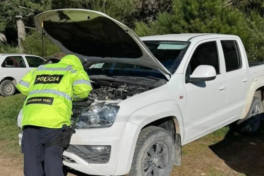 Amarok blanca robada