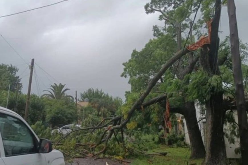 Árboles caídos por el temporal